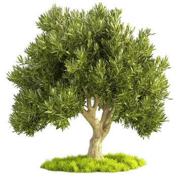 Majestic olive tree with lush green leaves symbolizes peace wisdom and longevity png