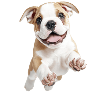 Playful puppy with floppy ears and a joyful expression is happily running towards the viewer png