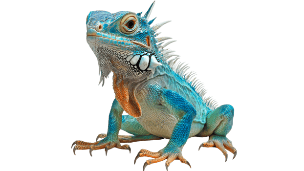 Vibrant blue iguana basking in the sun png