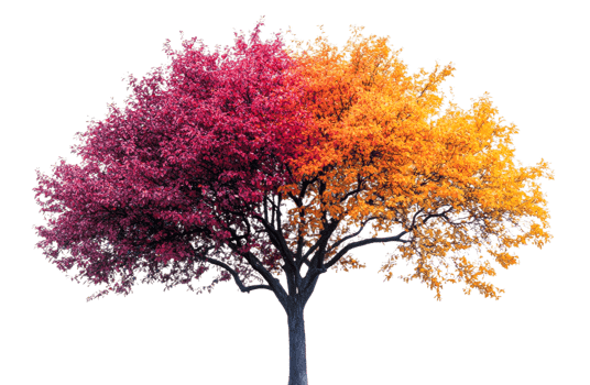 Vibrant autumn tree with colorful foliage display png