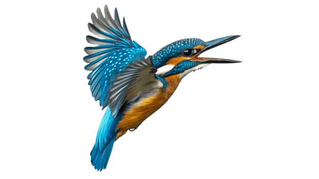 Kingfisher flying with bright feathers png