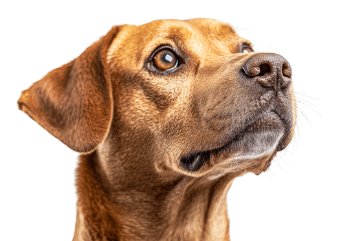 Alert dog with expressive eyes in studio png