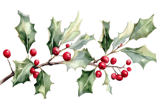 Holly branch with bright red berries in winter png