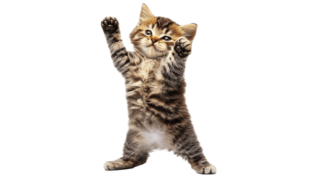 Playful kitten stretching with paws in the air png