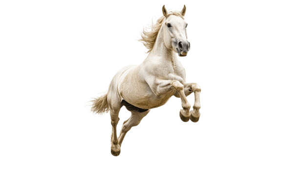 Majestic white horse leaps gracefully in air png