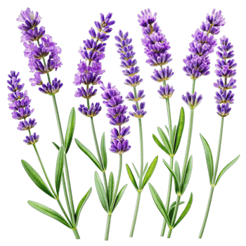 Vibrant lavender flowers in different poses on white backdrop, showcasing the beauty of this fragrant plant in vibrant purple and green colors. png