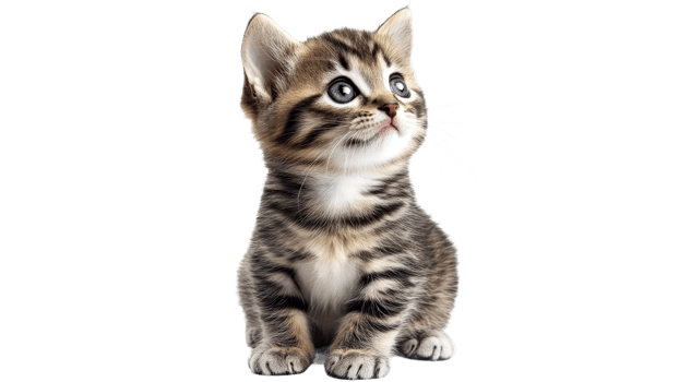 Cute kitten with bright blue eyes looking up transparent png