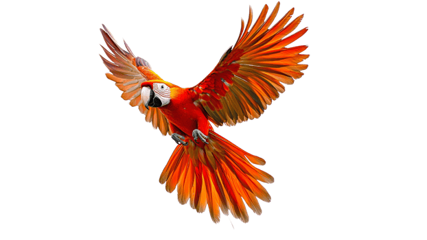 Scarlet macaw soaring against white png