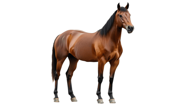 Strong brown horse standing on white background png