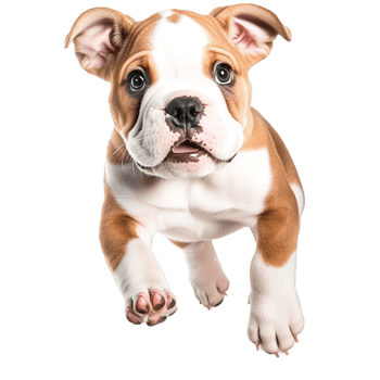 Bulldog puppy bounds forward with a playful expression full of energy png