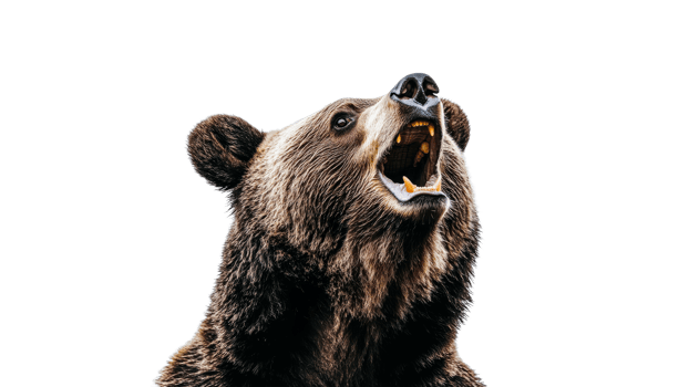 Grizzly bear roaring in wildlife setting outdoors png