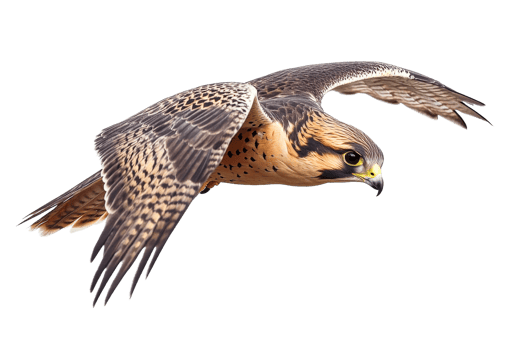 Majestic falcon soaring through the sky png