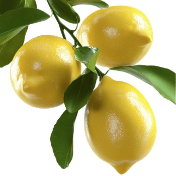 Lemons hang and yellow on a branch offering zesty citrus ness png