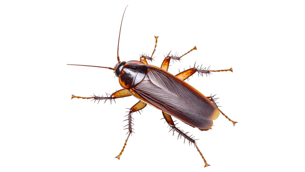 Cockroach on white background in close up view png