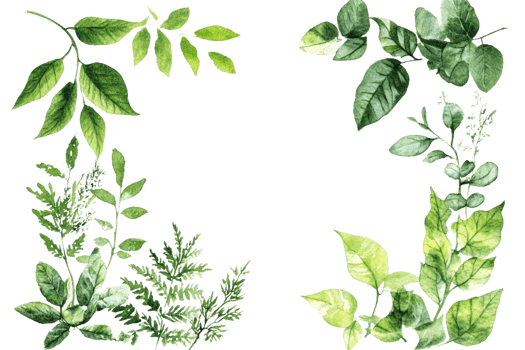 Decorative green leaf arrangement png