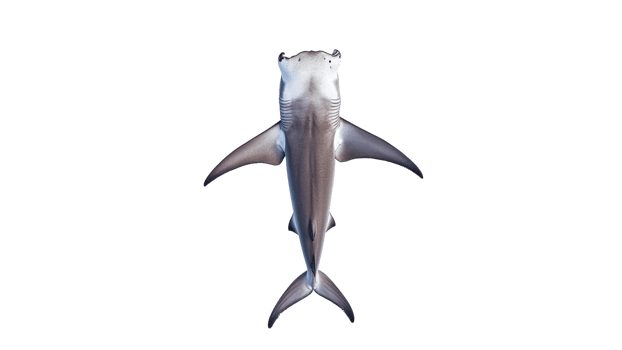 Unique perspective of a hammerhead shark swimming png