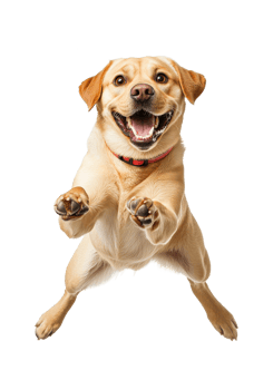 Happy dog jumping in excitement indoors png