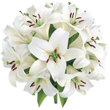 White lilies bloom ly with green stems symbolizing pure beauty png