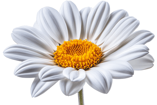 Beautiful white daisy blooming in bright sunlight png