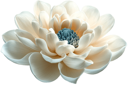 Delicate white flower with soft petals png