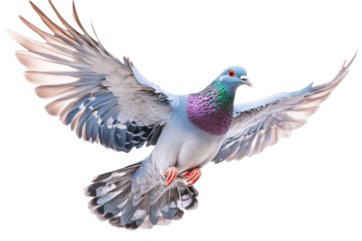 Colorful pigeon soaring with wings spread png