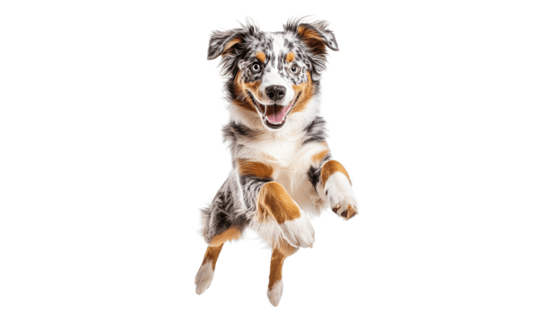 Happy dog jumping in the air with joy png