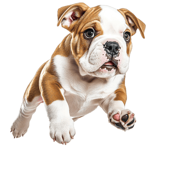 Bulldog puppy sits alert with brown and white fur exuding playful charm png