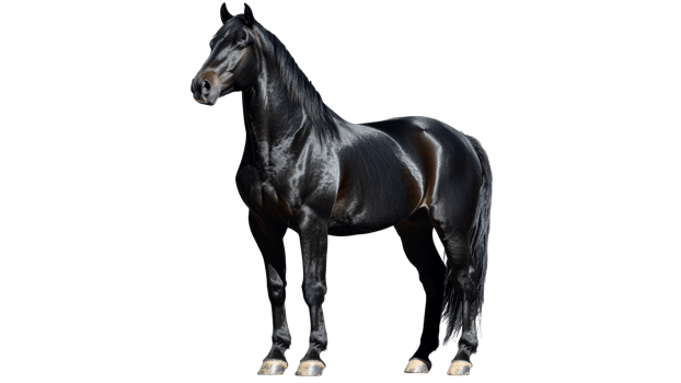 Majestic black horse standing proudly in profile png