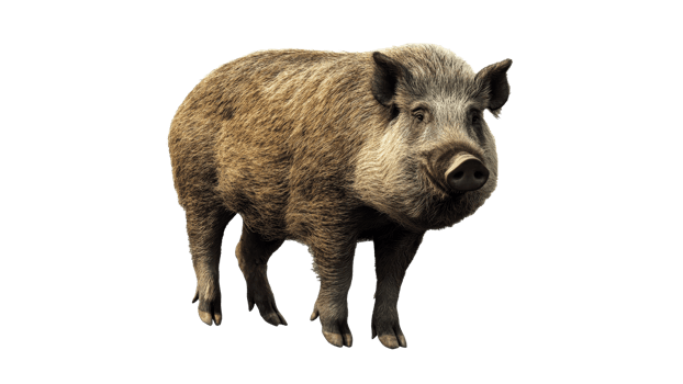 Wild boar walking in a natural setting png