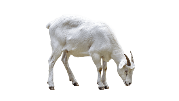 White goat grazing in a grassy field png