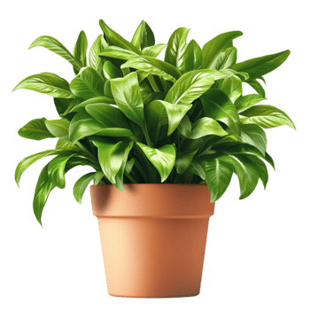 Potted green basil plant with vibrant leaves looks and healthy png