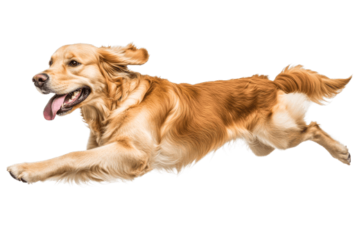 Golden retriever happily running through the air png