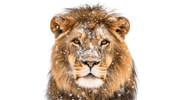 Lion with snowflakes on fur during winter season png