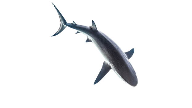 Shark swims gracefully in clear water png