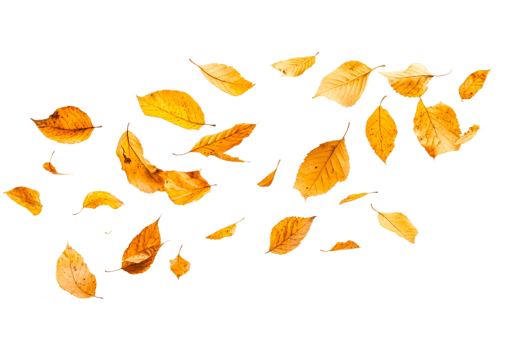 Beautiful autumn leaves drifting in the wind png