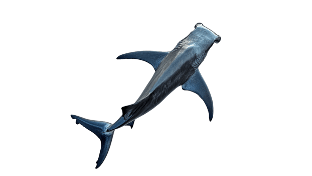 Hammerhead shark swimming in clear waters png