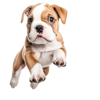 Cute bulldog puppy with big eyes and floppy ears looks playful and adorable png