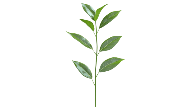 Bright green leaves on a slender stem png