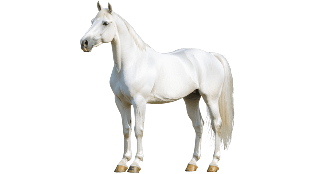 Majestic white horse in standing pose outdoors png