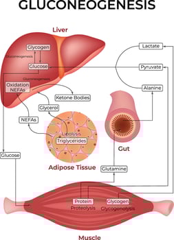 Gluconeogenesis Pathway Design Illustration vector