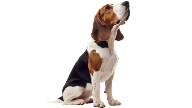 Happy beagle sitting calmly indoors png
