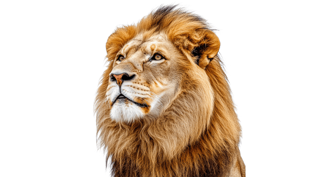 Majestic lion gazing intently in bright light png