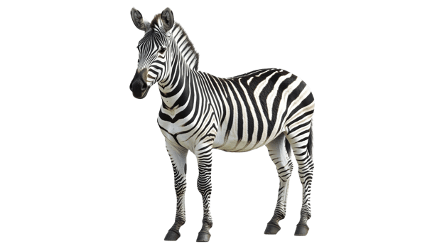Zebra standing confidently in a natural pose png