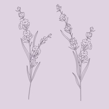 Lavender Line Drawing Bouquets. Outline Lavender illustration. Hand Drawn lavener. Black and white Flowers. Monochrome Floral Line Art. Botanical Coloring. Lavender Wedding vector