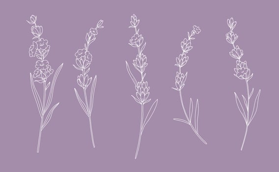 Lavender branches Line Drawing. Outline Lavender illustration. Hand Drawn lavener. Black and white Flowers. Monochrome Floral Line Art. Botanical Coloring. Lavender Wedding vector