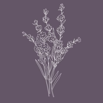 Lavender Bouquet Line Drawing isolated. Outline Lavender illustration. Hand Drawn lavener. Black and white Flowers. Monochrome Floral Line Art. Botanical Coloring. Lavender Wedding vector