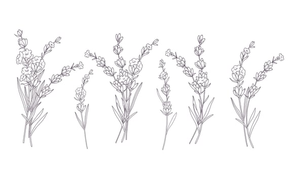 Lavender Line Drawing Isolated. Outline Lavender illustration. Hand Drawn lavener. Black and white Flowers. Monochrome Floral Line Art. Botanical Coloring. Lavender Wedding vector