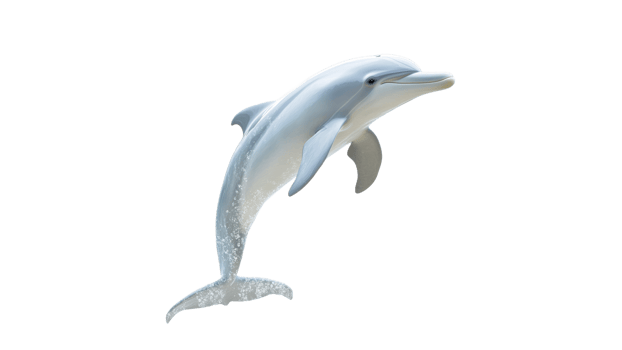 Dolphin leaps above the water surface cut out transparent background png