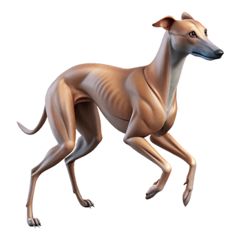 3D Greyhound Dog Model Render png