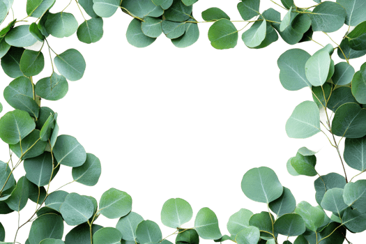 Nature-inspired leaf frame minimalist design png